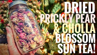 Dried Prickly Pear amp Cholla Blossom Sun Tea [upl. by Kowal]