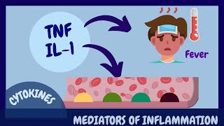 Mediators of inflammation Cytokines [upl. by Harwell268]