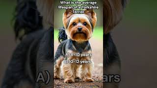 What is the average lifespan of a Yorkshire Terrier [upl. by Ignatzia257]