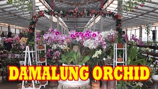 Kebun Anggrek Damalung Orchid Agrowisata Kopeng Jawa Tengah [upl. by Georgine]