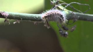 Only Carnivorous Caterpillar in North America Catches Prey [upl. by Aisayt505]