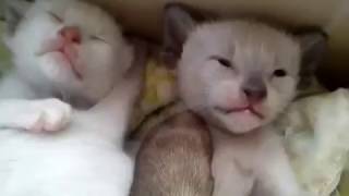 Cute Siamese Kittens Meowing Loudly  Siamese Cats [upl. by Hserus]