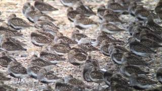 Whiterumped Sandpiper Snettisham 25th July 2016 [upl. by Giffer]