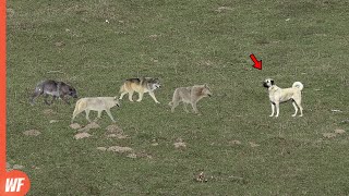 Look What Happened When These Wolves Attacked Kangal [upl. by Murrell]