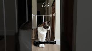 Cato the Cat  Baby Gate funnycats catshorts cat cato [upl. by Odlaner837]