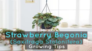 Strawberry Begonia Saxifraga Stolonifera  Growing Tips [upl. by Idalia654]