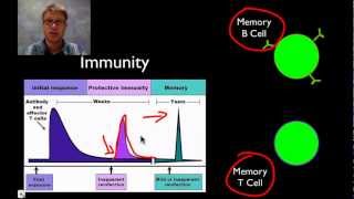 The Immune System [upl. by Angus807]