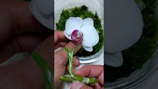 ORCHIDEA ecco IL TRUCCO per RIPRODURLA ALL INFINITO GRATIS ORCHIDEA shorts garden orchid fiori [upl. by Caputto408]