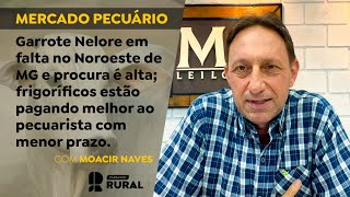 Garrote Nelore em falta no Noroeste de MG e procura é alta frigoríficos estão pagando melhor [upl. by Fabri]