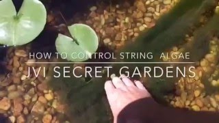 How to Control String Algae Pond Tip  String Algae Control [upl. by Hugh]