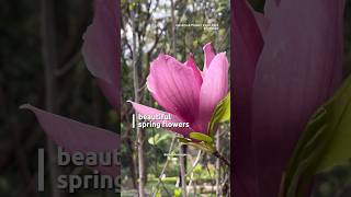 Beautiful Garden of Trees with Flowers [upl. by Gert]