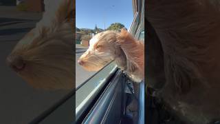 Labradoodle life dogshorts labradoodles cruising windinmyhair sunshine doglovescar [upl. by Enautna]