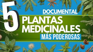 ✅ DOCUMENTAL 5 plantas MEDICINALES más PODEROSAS 🌿 [upl. by Ennasus231]