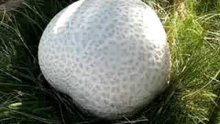 Giant Puffball Mushroom in Oregon [upl. by Ainer]