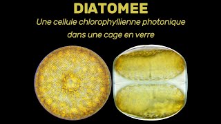 Diatomées Cellules chlorophylliennes siliceuses augmentées par photonique dominantes dans le phyto [upl. by Iffar302]