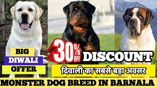 MONSTER DOG BREED IN BARNALA SHOW 😱  30 DISCOUNT❤️‍🔥  BIG DIWALI OFFER 🔥 [upl. by Nilyam]