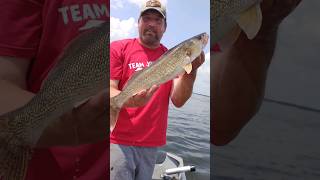 Wily Walleye  Hot N Tot  Trolling On Lake Petenwell [upl. by Ylrahc]