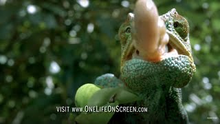 Chameleon Tongue In Slow Motion  One Life  BBC Earth [upl. by Iccir128]