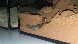 Parabuthus mossambicensis  burrowing [upl. by Monie]