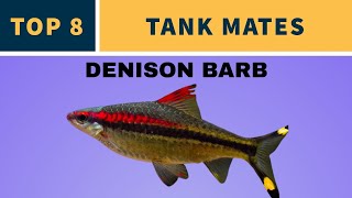 TANK MATES FOR DENISON BARB [upl. by Redman150]