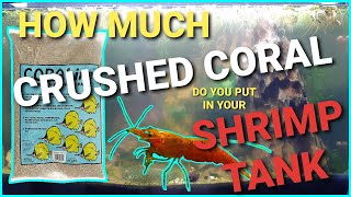 How Much Crushed Coral Should You Put In Your Aquarium  Crushed Coral In A Neocaridina Shrimp Tank [upl. by Lehar265]