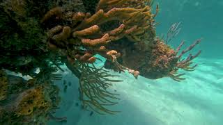 2024 Snorkeling at Anegada BVI [upl. by Einot]