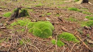 Leucobryum sp 201018 [upl. by Okimuk]