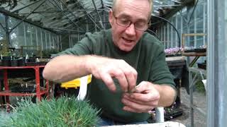 How to take dwarf Dianthus cuttings 🌺 [upl. by Mayeda]