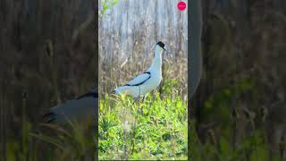 Kluut Pied Avocet  The Elegant Wader with the Upturned Beaktrending birds travel wildlife [upl. by Elak14]