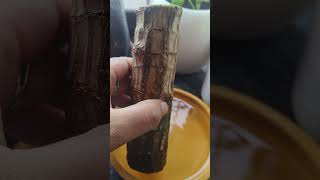 Finally Brizilian Lucky Wood Review affordable affordableplants brazilian wood plantlover [upl. by Zacherie]