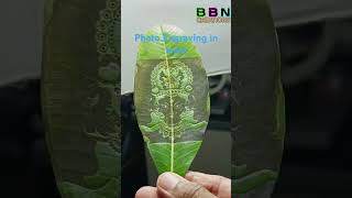 Stunning Photo Engraving on Leaves A Unique Art Technique creality laserengraving [upl. by Ion981]