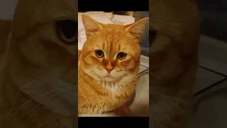 Mothathil Sheri alla😂dialogue funnyshorts pets enjoywatching [upl. by Inhsor480]