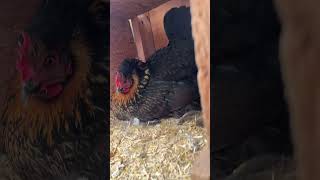 Very upset chicken She’s a bit broody funnyanimals farmanimals animalshorts [upl. by Eimyaj992]