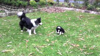 Cutest Border Collie puppy playing ever [upl. by Flanagan]