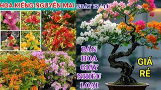 NGÀY 28  11BÁN NHIỀU LOẠI HOA GIẤY GHÉP NHIỀU MÀU☎️0708208961 GIÁ RẺ BAO SHIP TOÀN QUỐC [upl. by Ecidnarb]