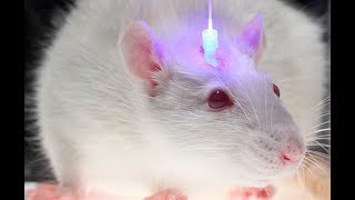 What is Optogenetics [upl. by Richart]