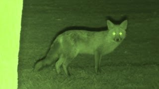 Foxing  Brilliant HD night vision fox shooting [upl. by Nivra]