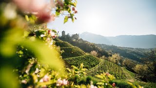 Frühlingserwachen in Dorf Tirol bei Meran  Südtirol [upl. by Alard]