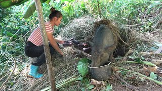 Taking care of 3 piglets born in the forest  Choosing food increase milk production for sows [upl. by Jarek]