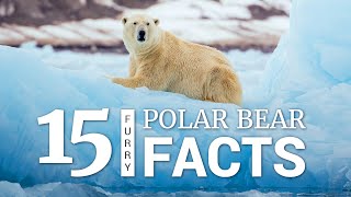 15 Polar Bear Facts [upl. by Carmelle]