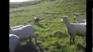 Illawarra Chief  Working Kelpie mustering sheep July 2012 [upl. by Corvese]