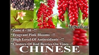 Chinese Magnolia Vine Seed  Schisandra chinensis Seeds on wwwMySeedsCo [upl. by Alverson]