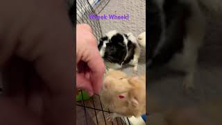 Guinea Pigs Wheek for pea flakes guineapignoises guineapig guineapigs pets cute cuteanimals [upl. by Nylesoj]