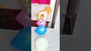 Majedar short video Dog aur gubbare ki short [upl. by Ultima]