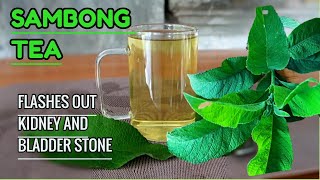 This TEA Flushes Out KIDNEY and BLADDER STONE Naturally  Fresh SAMBONG TEA  Pinoy Herbal Tea [upl. by Oeflein]