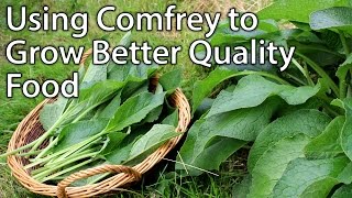 Growing and Using Comfrey  Perfect Plant for Permaculture Vegetable Gardening [upl. by Gonroff]