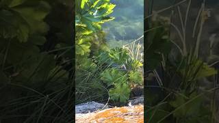 Rainbow trout in downieville CA [upl. by Ailegra977]