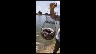 Fishing At Guasti Regional Park [upl. by Morlee]