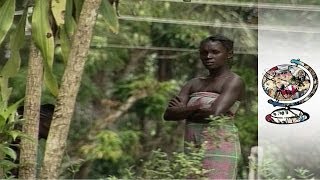 The Battle for Surinames Rainforest [upl. by Adnyc]