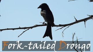 Forktailed Drongo Dicrurus adsimilis Bird Call  Stories Of The Kruger [upl. by Fruma205]